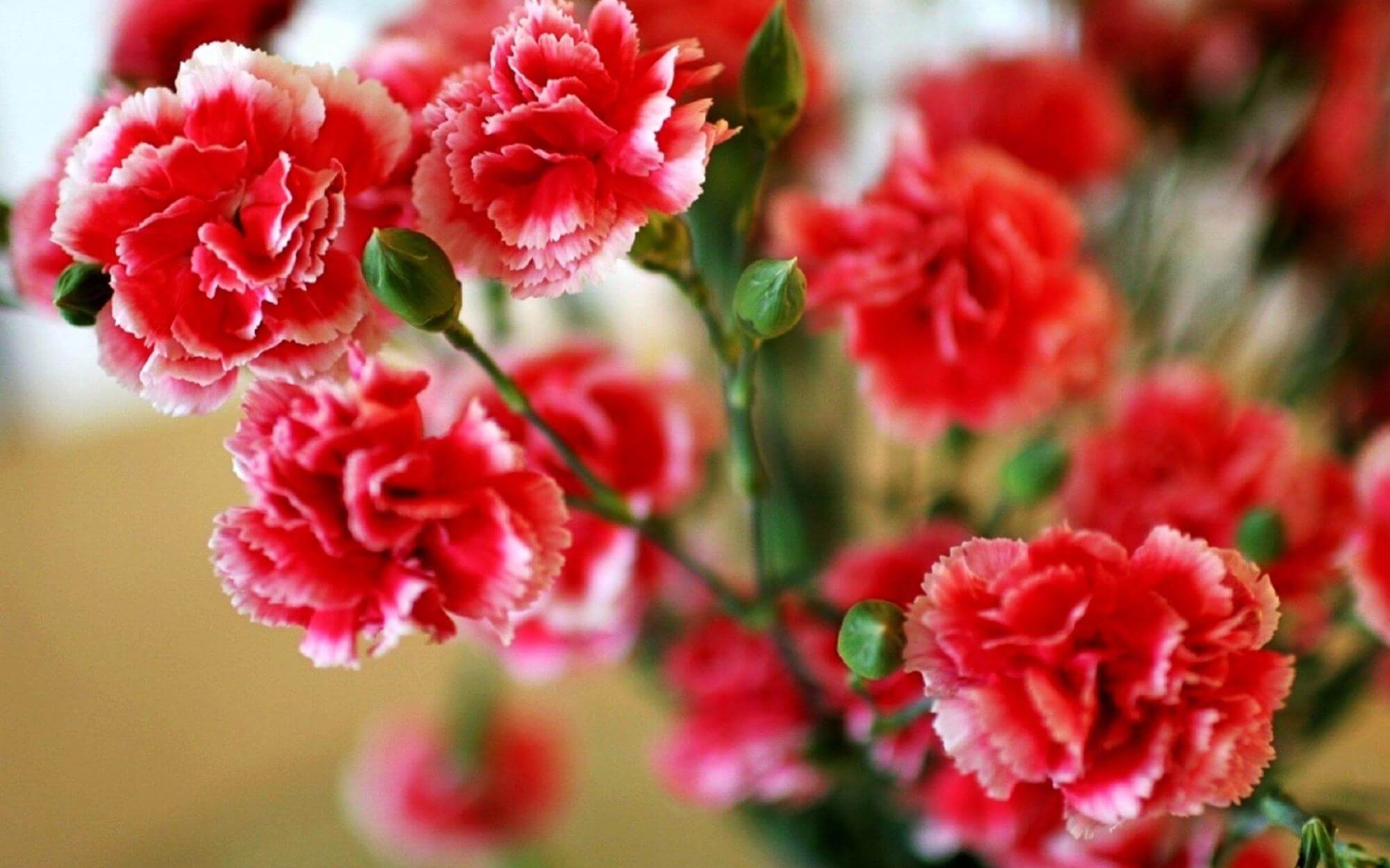 Hoa cẩm chướng là hiện thân của sự cảm thông