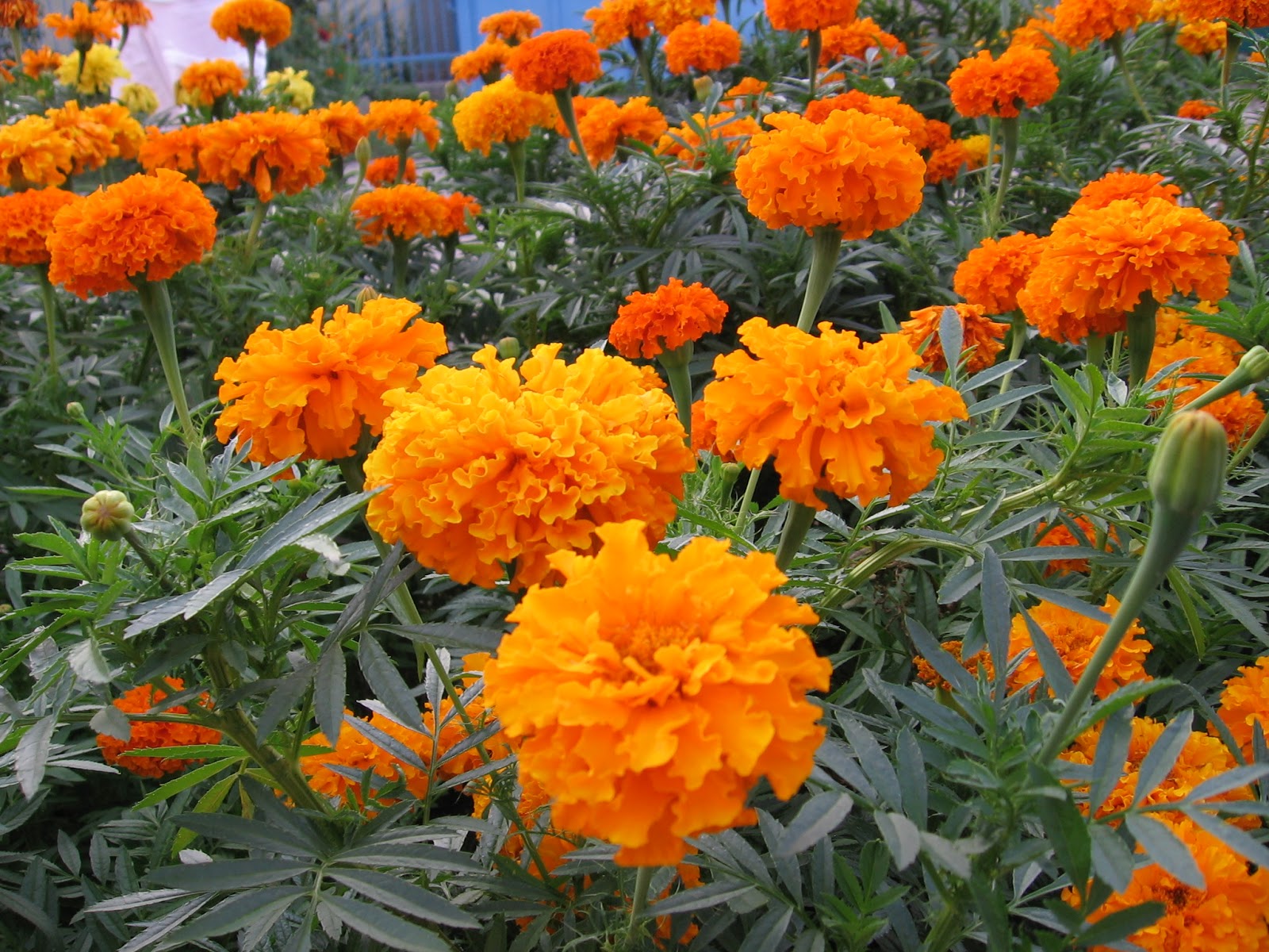 Cúc vạn thọ là một trong những loài hoa đẹp phổ biến nhất trên thế giới