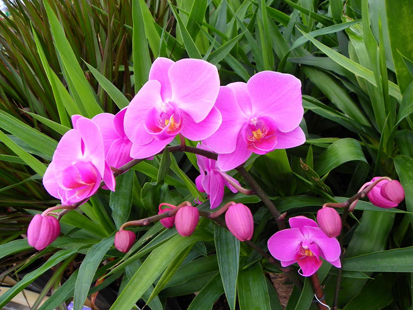 Hoa Lan là loài hoa đẹp và tinh tế với khoảng 880 chi và 250.000 loài khác nhau