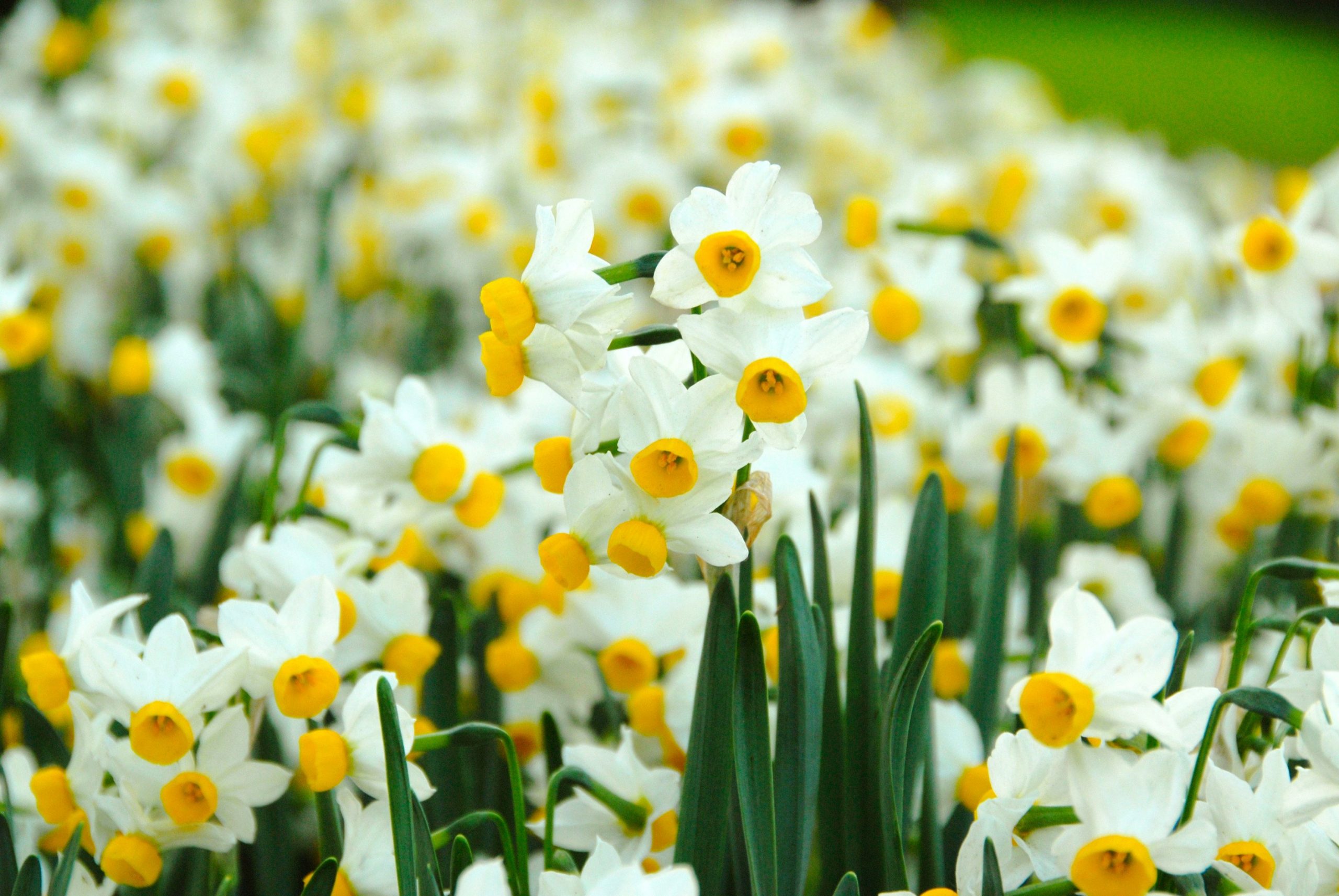 Hoa thủy tiên là bông hoa dài màu vàng óng tuyệt đẹp thường nở rộ vào mùa xuân.
