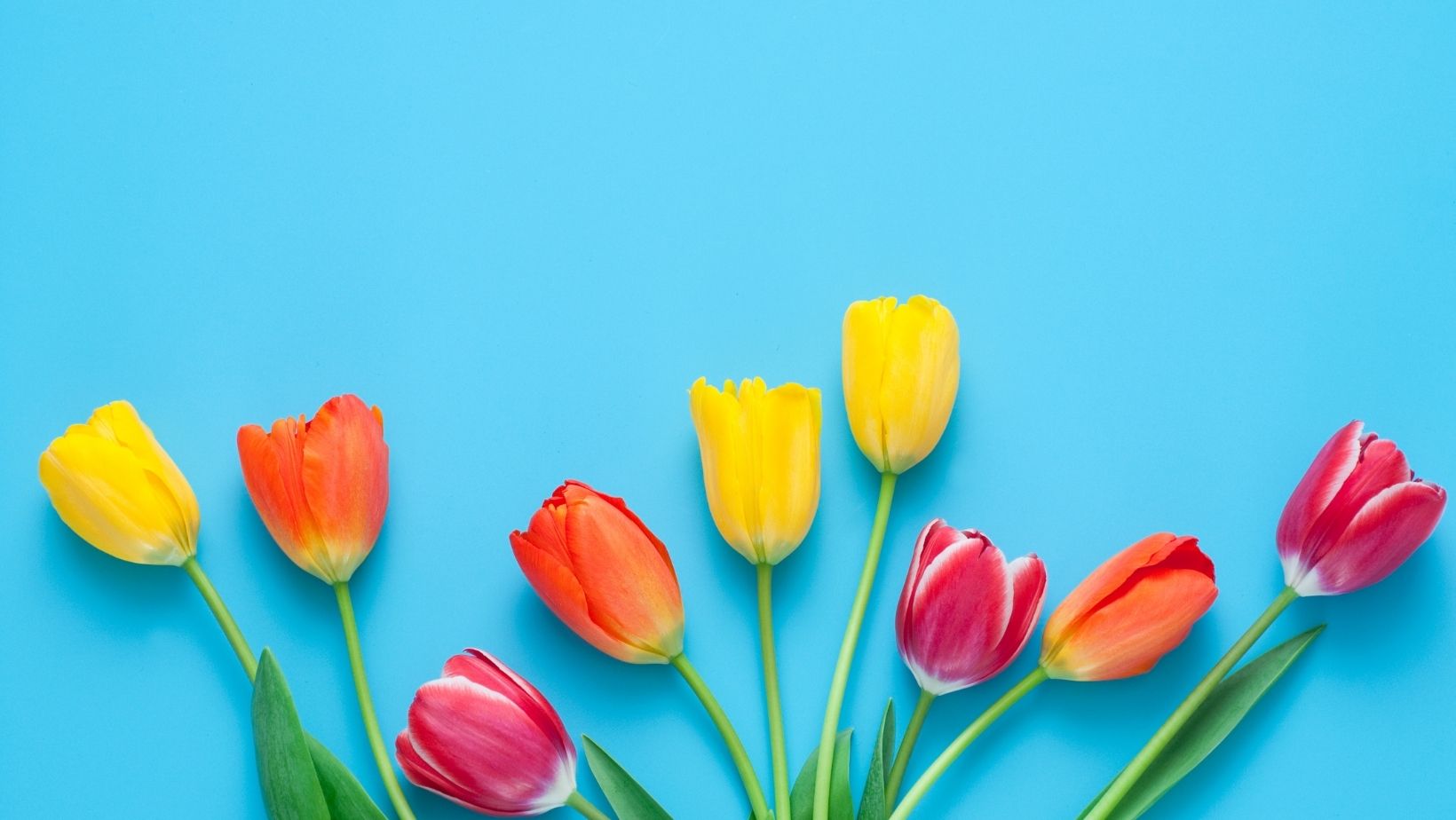 Tulip là quốc hoa nổi tiếng của Hà Lan