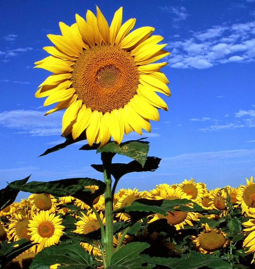 Hoa hướng dương được mệnh danh là hoa mặt trời bởi chúng luôn quay mặt về phía vầng thái dương