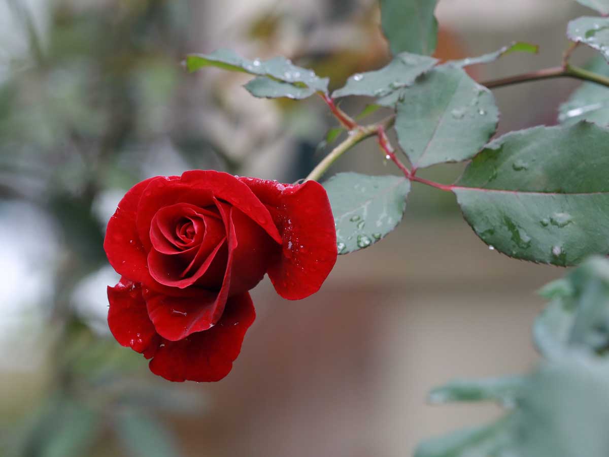 Hoa hồng thường nở rất nhiều vào mùa hè.